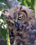 Great Horned Owl 1625 p
